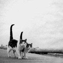 Mandatory Human Livestock Reduction